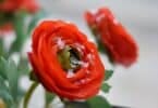 jardin fleur hiver