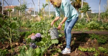 conseils potager printemps