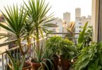 Balcon urbain transforme en jungle tropicale avec yucca et plantes exotiques